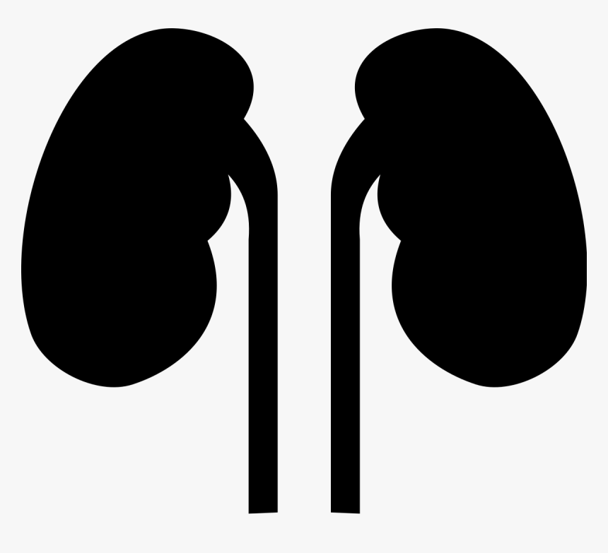 Transparent Kidney Png - Kidney Clipart Png, Png Download, Free Download
