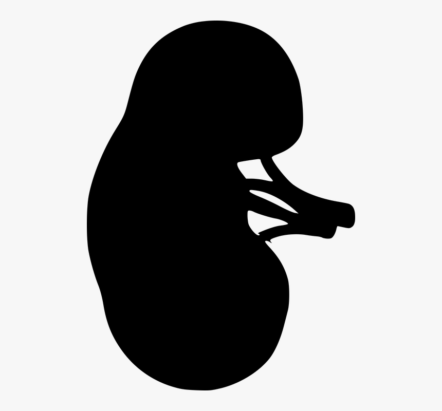 Kidney, The Outline Of The, From The Urinary System - Kidney Black And White, HD Png Download, Free Download