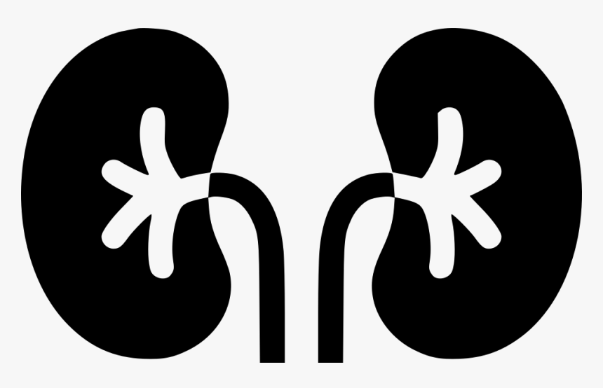 Kidney Organ Excretory System Anatomy Urine - Illustration, HD Png Download, Free Download