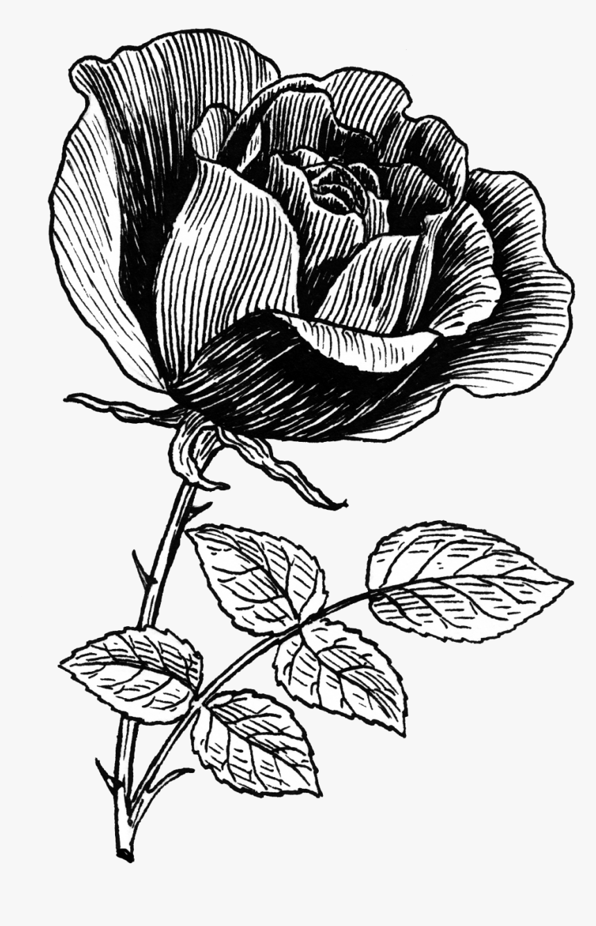 Rose Flower - Vintage Rose Drawing Png, Transparent Png, Free Download