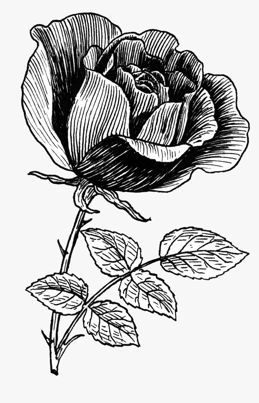 vintage rose sketch