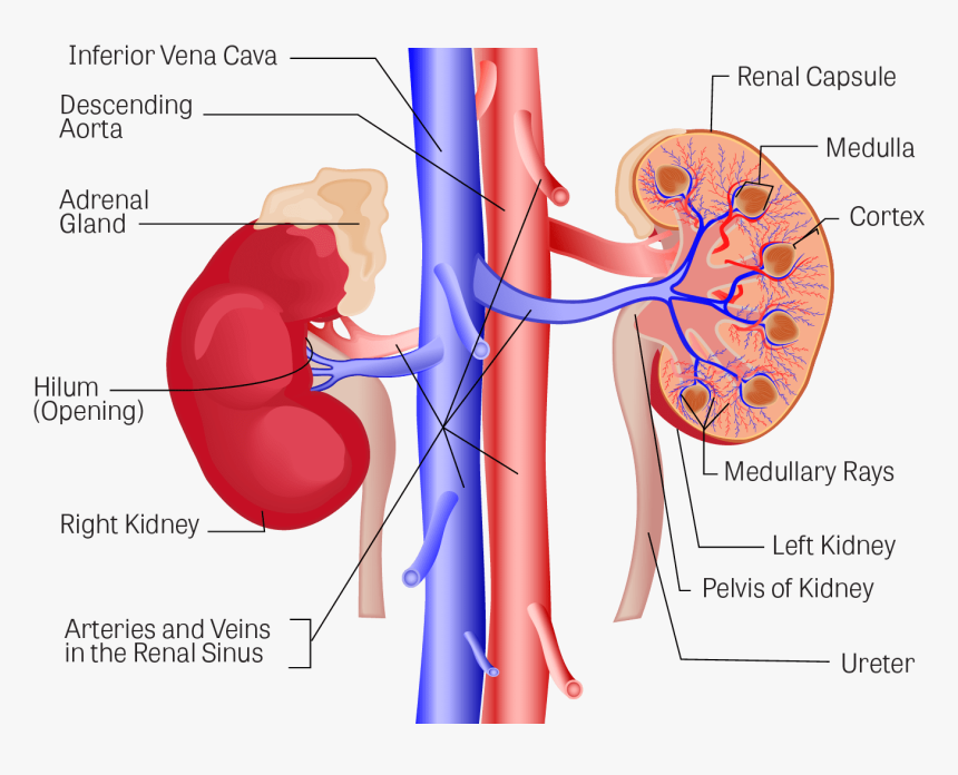 Kidneys Images Png, Transparent Png, Free Download