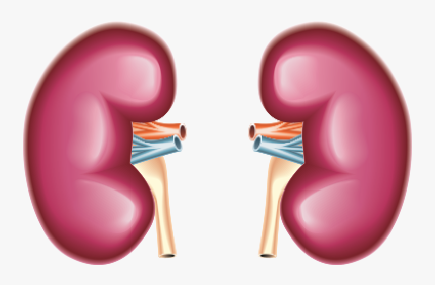 Kidney - Most Sensitive Organ In Our Body, HD Png Download, Free Download