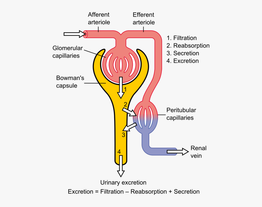 This Diagram Shows The Basic Physiologic Mechanisms - Flow Of Urine Through Nephron, HD Png Download, Free Download
