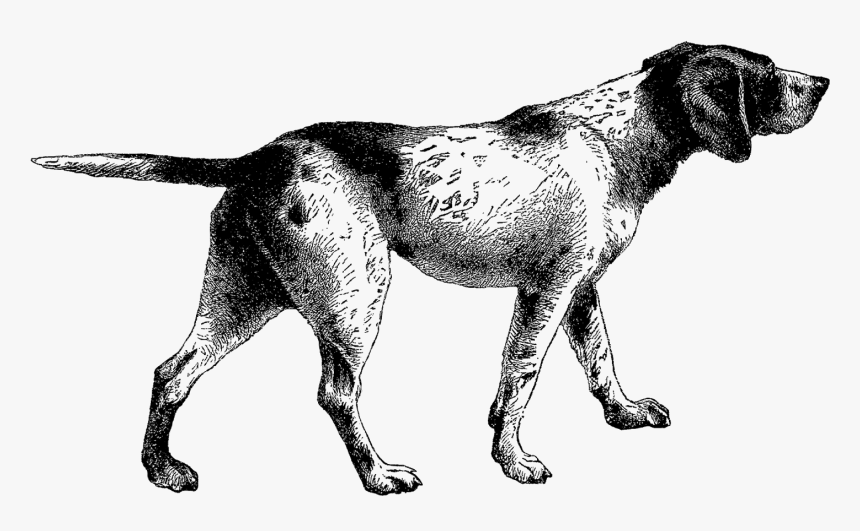 Digital Pointer Dog Illustration - Dog Vintage Png, Transparent Png, Free Download