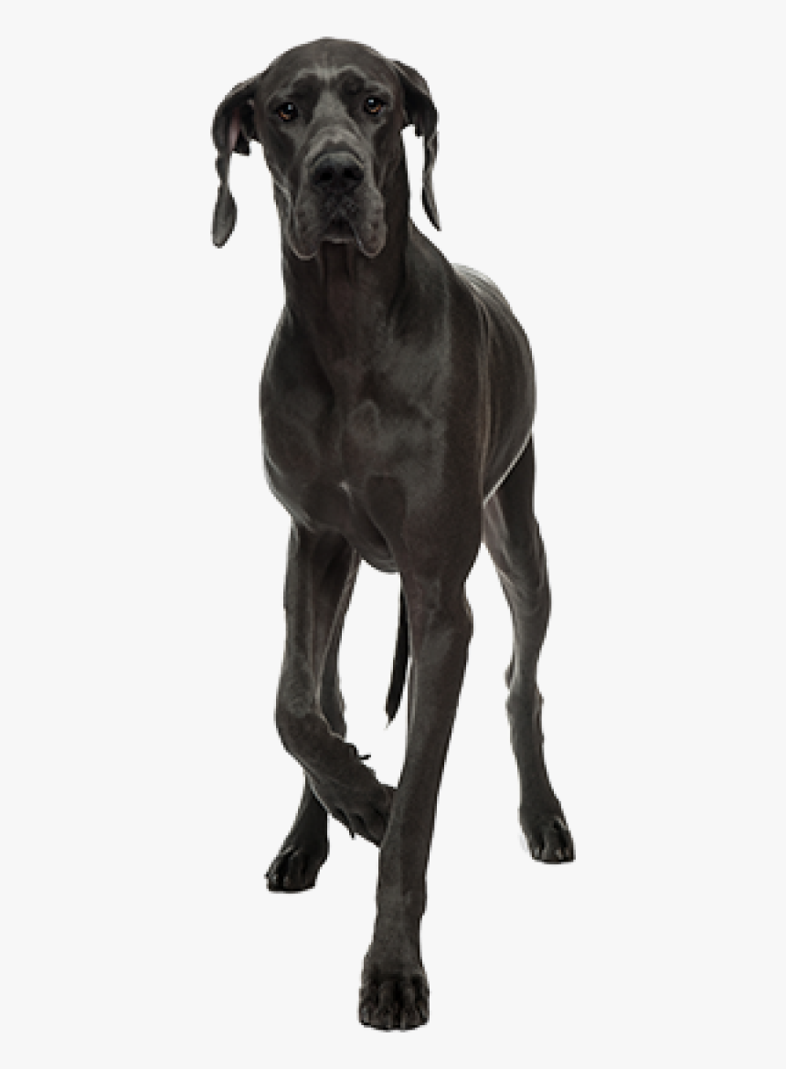 Transparent Great Dane Png, Png Download, Free Download