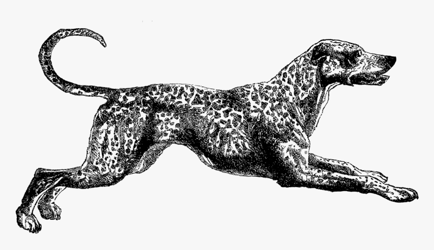 Dog Dalmatian Image - Vintage Drawing Dog Png, Transparent Png, Free Download