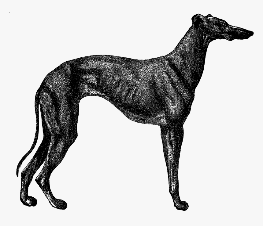 Vintage Greyhound Dog, HD Png Download, Free Download