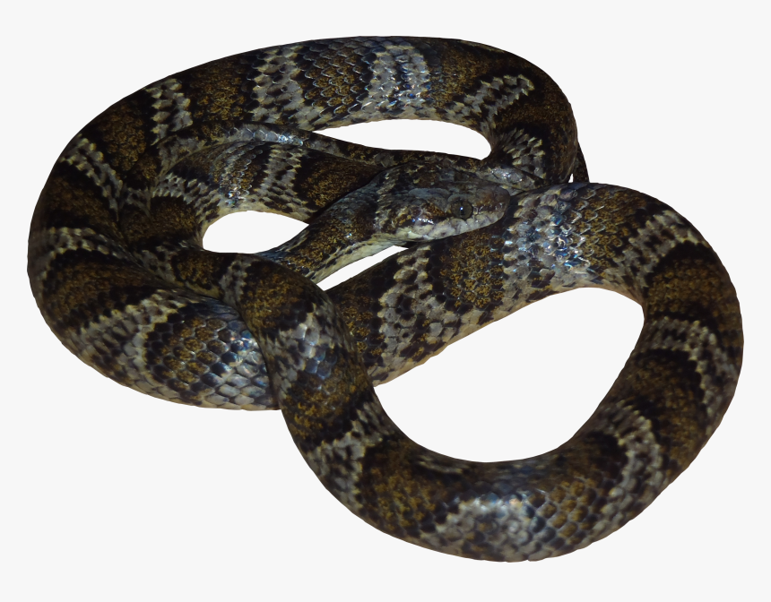 Viper Snake Png Images - High Resolution Snake Png, Transparent Png, Free Download