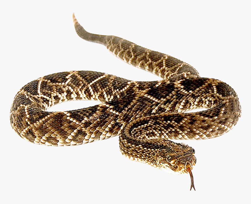 Snakebite Anaconda Vipers Venomous Snake - Snake Tail, HD Png Download, Free Download
