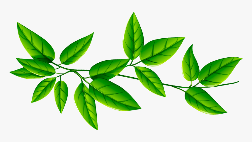 Green Leaves Transparent Background, HD Png Download, Free Download