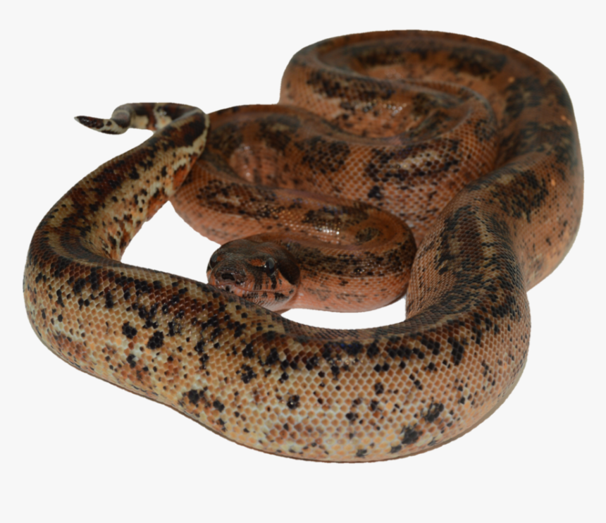 Boa Png Page - Serpent, Transparent Png, Free Download