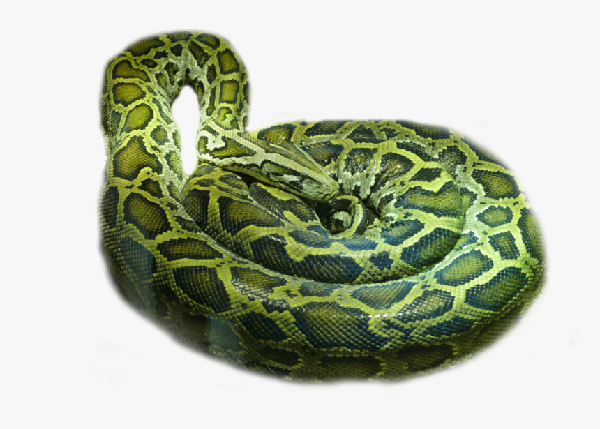 Rattlesnake Boa Constrictor - Serpent, HD Png Download, Free Download