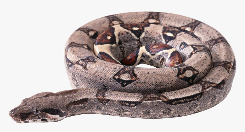 Now You Can Download Snake Icon - Boa Constrictor Transparent Background, HD Png Download, Free Download
