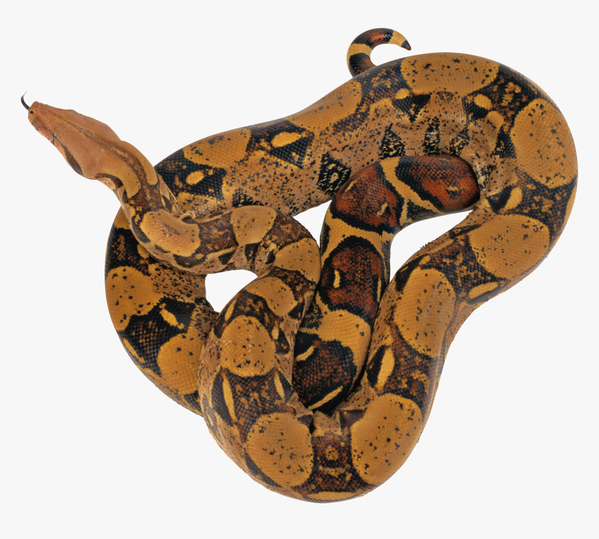 Snake Clipart Boa Constrictor - Reticulated Python Png, Transparent Png, Free Download