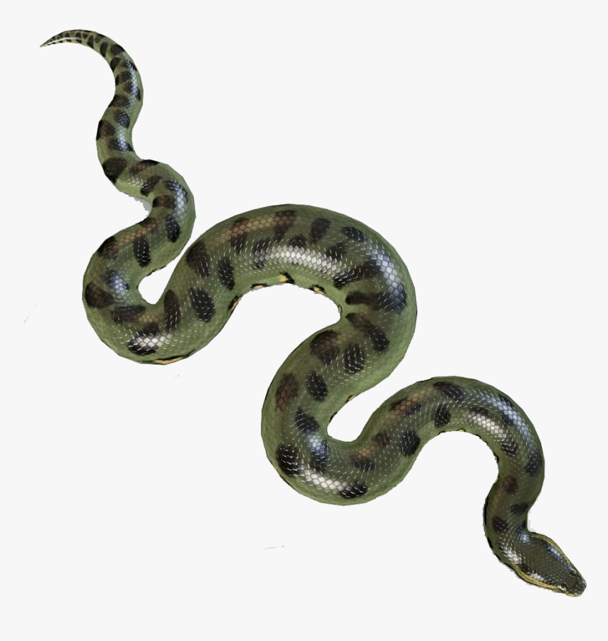 Boa - Anaconda Png, Transparent Png, Free Download