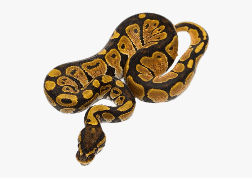 Ball Python - Python Snake, HD Png Download, Free Download