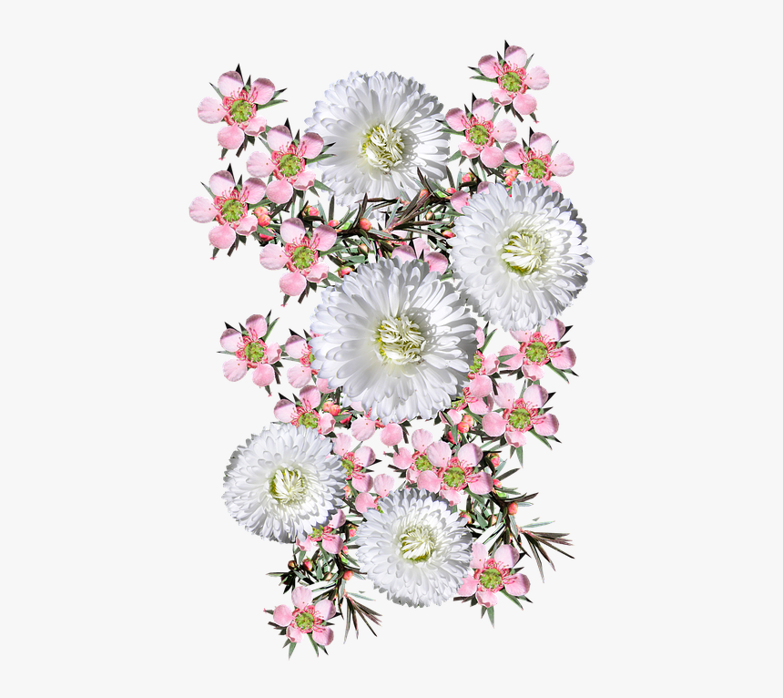 Pink, Tea Tree, White Daisies - Bouquet, HD Png Download, Free Download