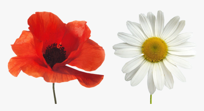 Transparent Princess Poppy Png - Lest We Forget Raf, Png Download, Free Download