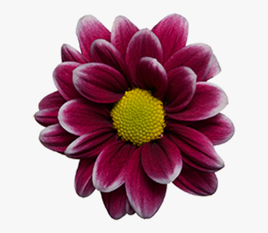 Click To Enlarge Image Purple White Daisy Handsome - Dark Purple Pom Daisies, HD Png Download, Free Download