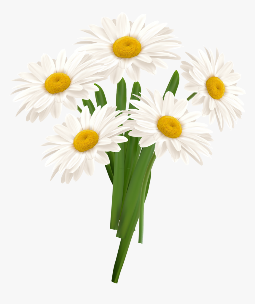 Download White Camomile Png For Designing Use - Chamomile Png Format, Transparent Png, Free Download