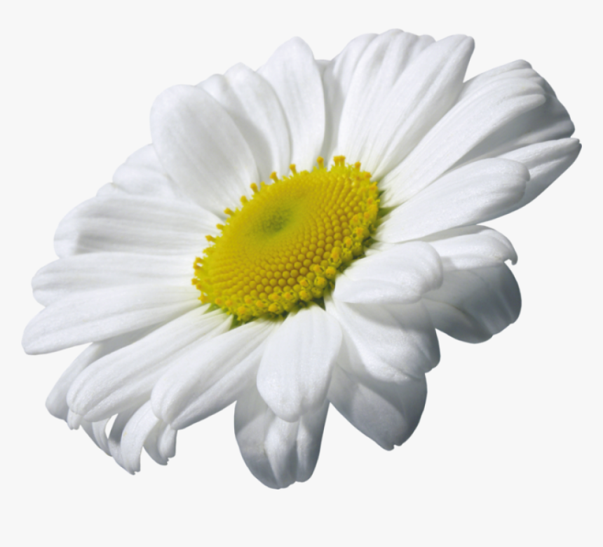 Daisy Clipart Transparent Background - Daisy With Transparent Background, HD Png Download, Free Download