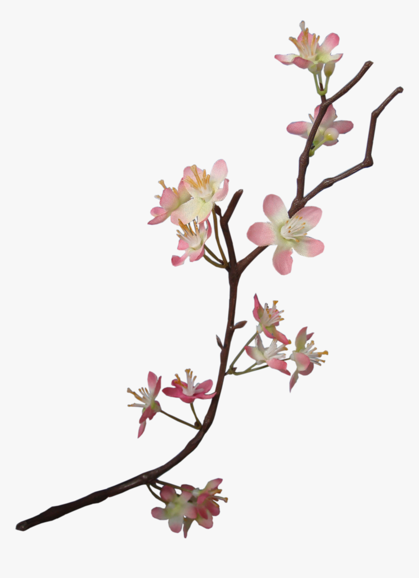 Apple Blossom - Transparent Apple Blossom Flower, HD Png Download, Free Download