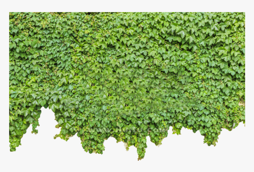 Ivy Wall Png - Ivy On Wall Png, Transparent Png, Free Download