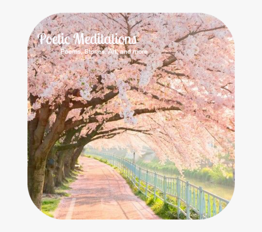 Poetic Meditations - Cherry Blossom Trees, HD Png Download, Free Download