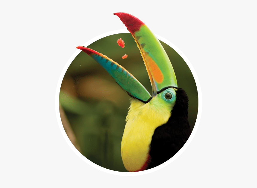 Keel Billed Toucan Eating, HD Png Download, Free Download