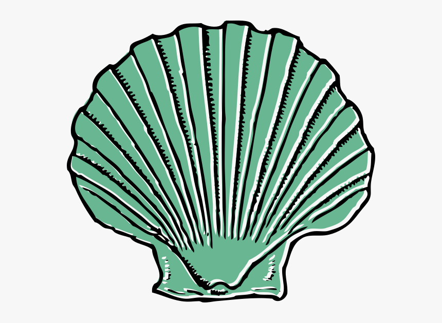 Transparent Sea Shell Clip Art - Shell Clip Art, HD Png Download, Free Download