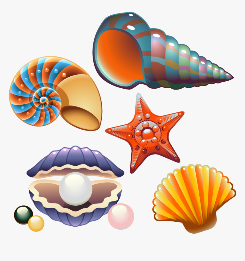 Clam Seashell Nautilidae Clip Art - Cute Seashell Clip Art, HD Png Downlo.....