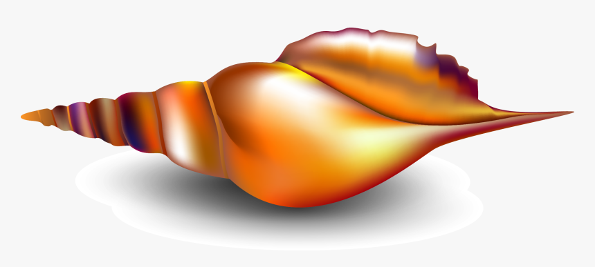 Seashell Conch Mollusc Shell - หอย สังข์ ภาพ วาด, HD Png Download, Free Download