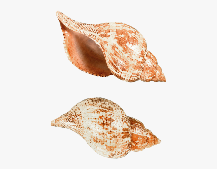 Seashell Png - Deniz Kabuğu Png, Transparent Png, Free Download