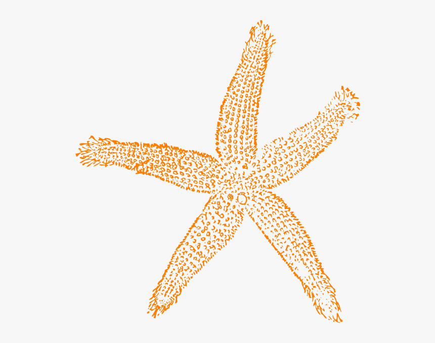 Collection Of Free Starfish Vector Shell Sea - Fish Clip Art, HD Png Download, Free Download