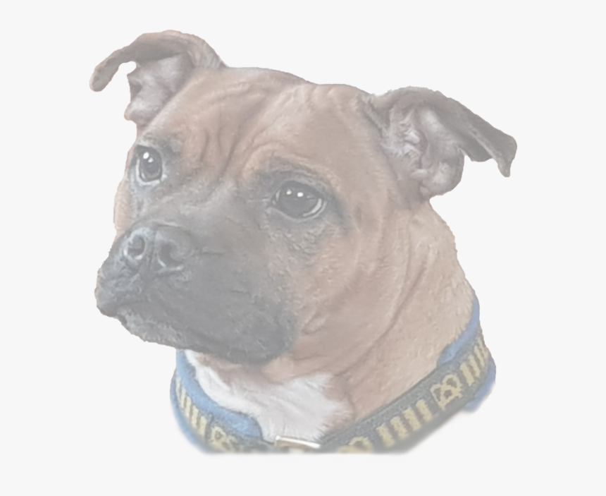 Boxer, HD Png Download, Free Download