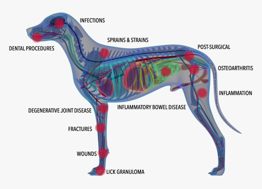 Companion Laser Therapy, HD Png Download, Free Download