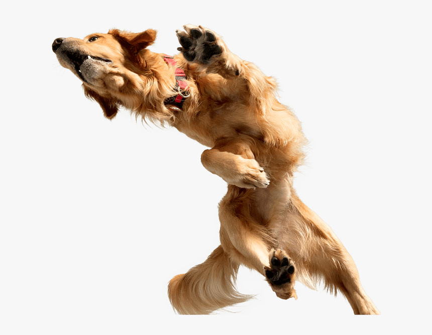 Golden - Dog Catches Something, HD Png Download, Free Download