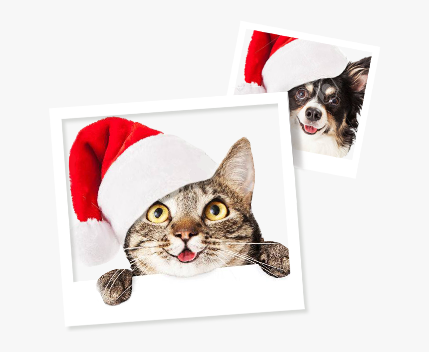 Christmas Day Pet, HD Png Download, Free Download