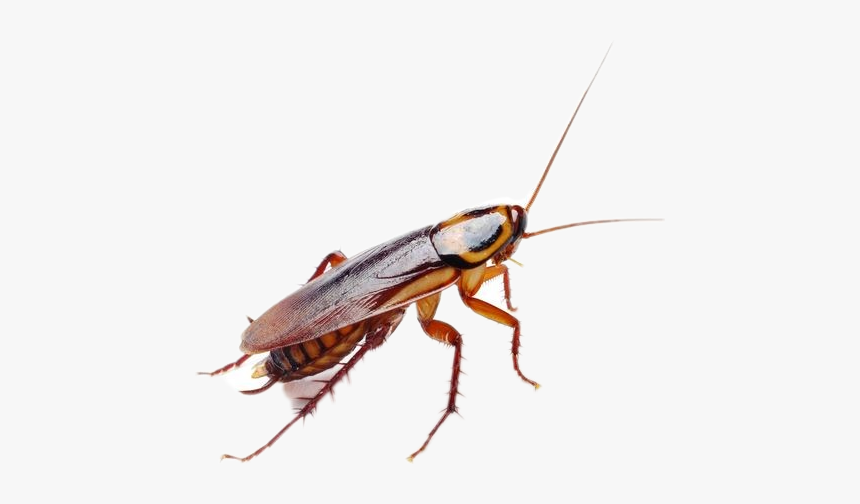 Roaches Clipart, HD Png Download, Free Download