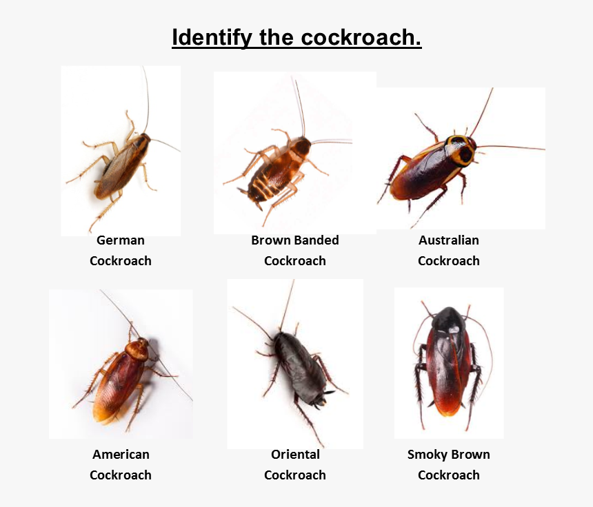 Home / Cockroach Pest Control / Identify The Roach - Brown Banded Cockroach Australia, HD Png Download, Free Download