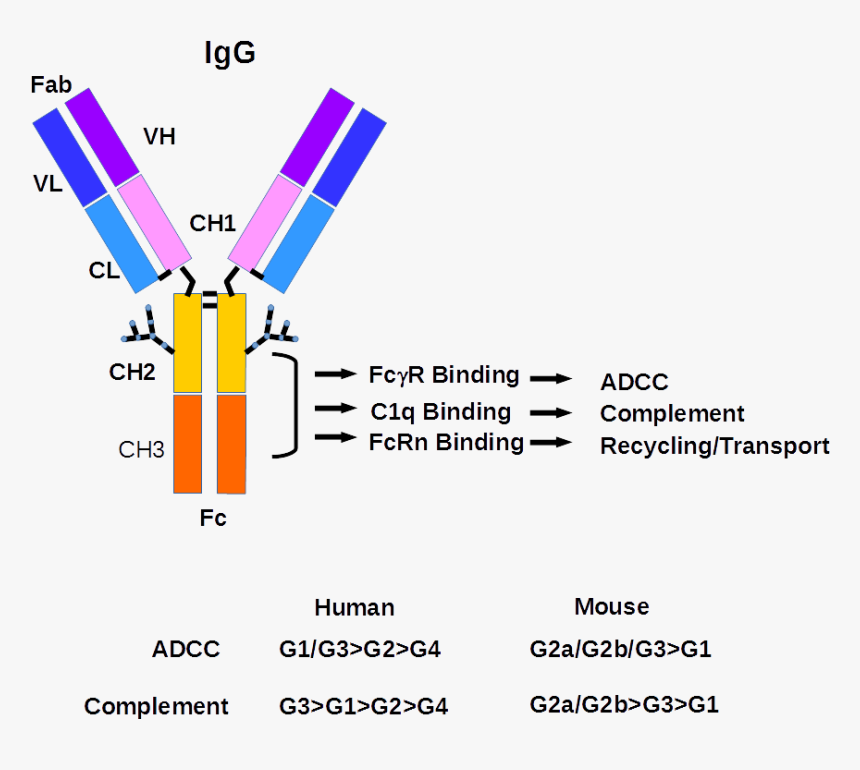 Иммуноглобулин g о чем говорит. Иммуноглобулин g1 g2 g3 g4. Иммуноглобулин g2. IGG иммуноглобулин. Антитела класса g.