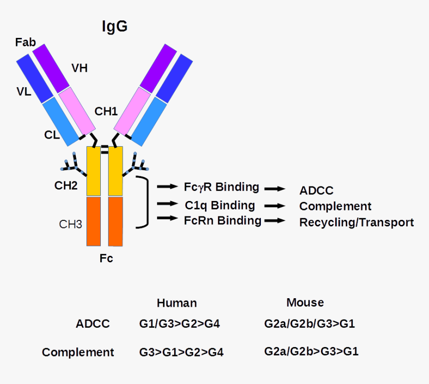 Igg Antibody Structure, HD Png Download, Free Download