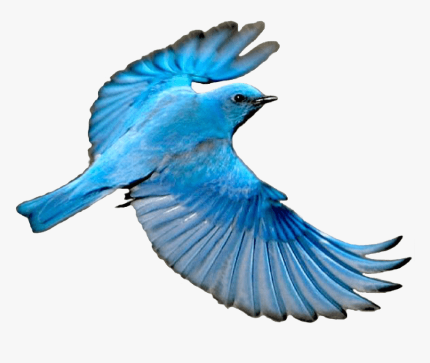 Blue Bird Png - Blue Bird Flying Png, Transparent Png, Free Download