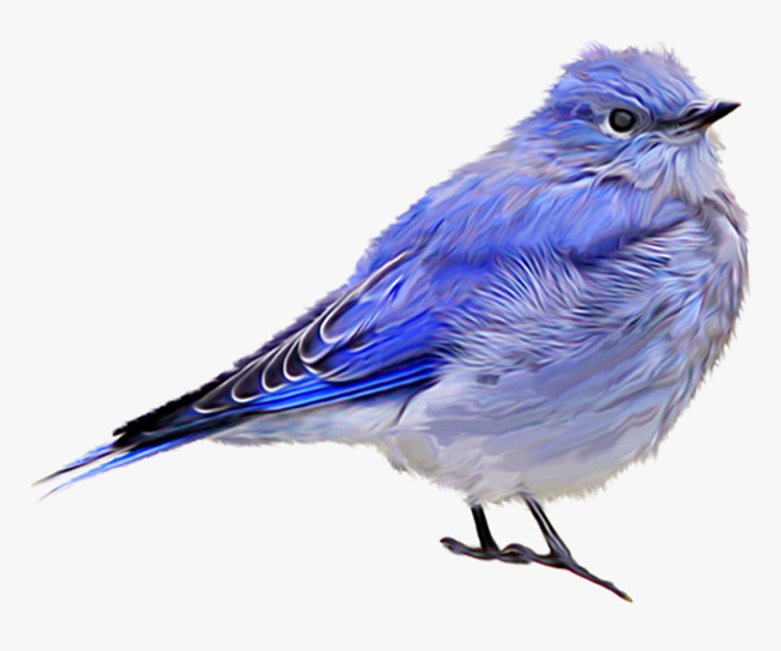 Eastern-bluebird - Finch Sparrow Blue Bird, HD Png Download, Free Download