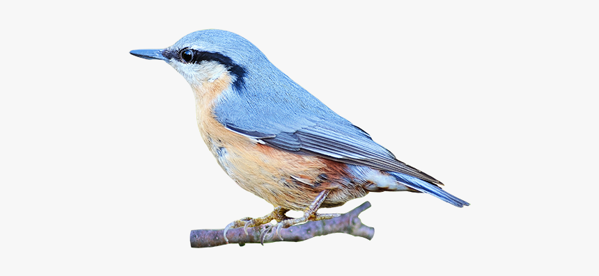 Portable Network Graphics Clip Art Image Bird Gif - Red Breasted Nuthatch, HD Png Download, Free Download