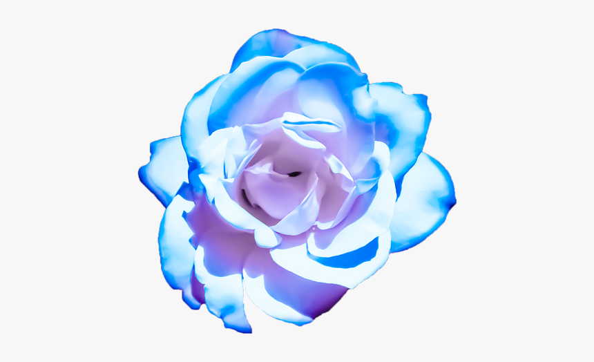 Blue Roses Png Pink, Transparent Png, Free Download