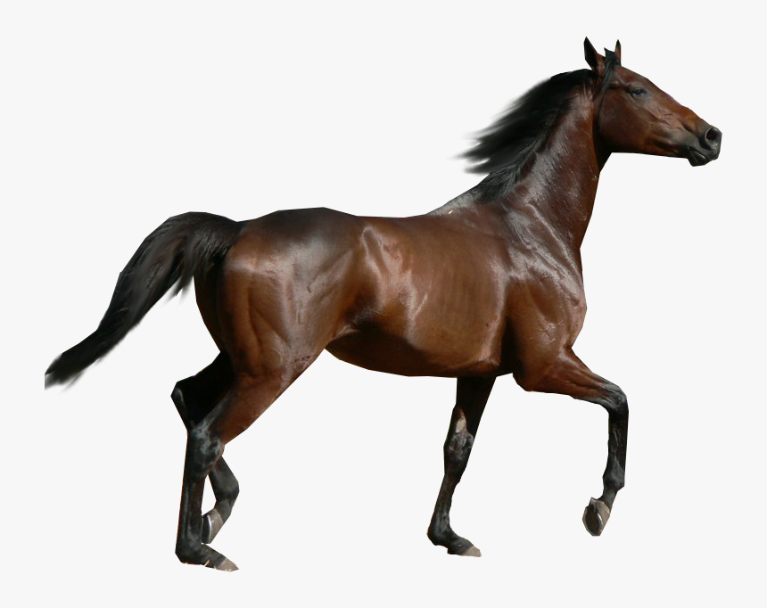 Black Horse Png Animal - Horse Png, Transparent Png, Free Download