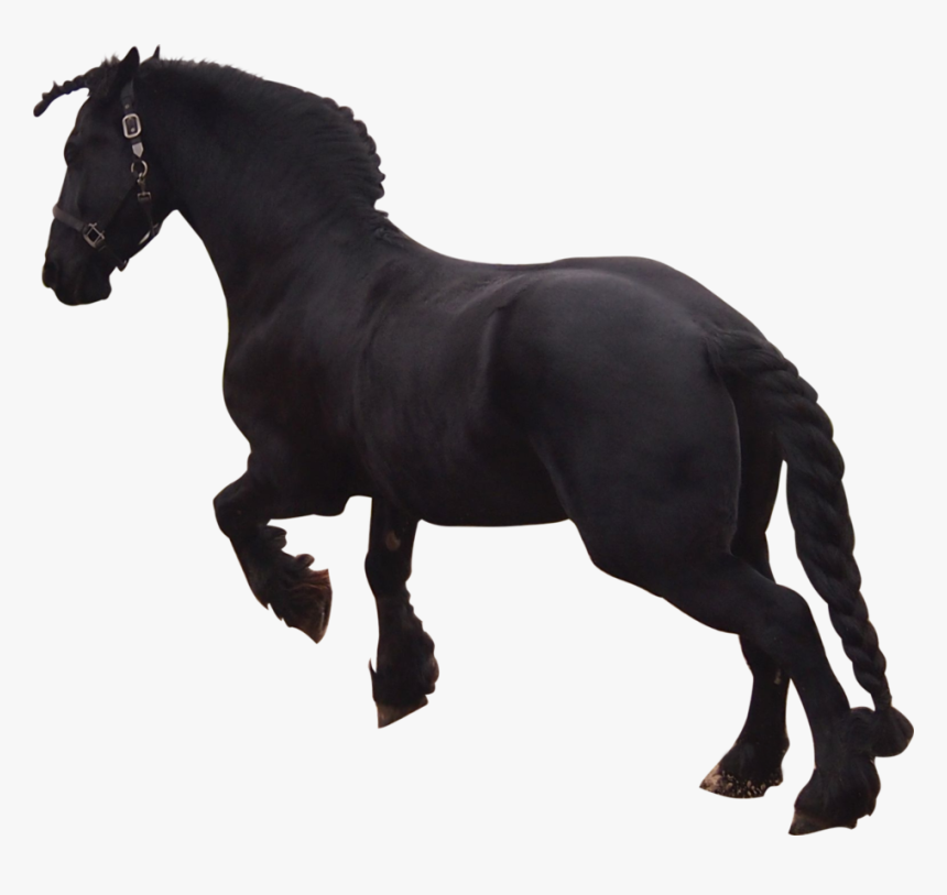 Friesian Horse Png, Transparent Png, Free Download