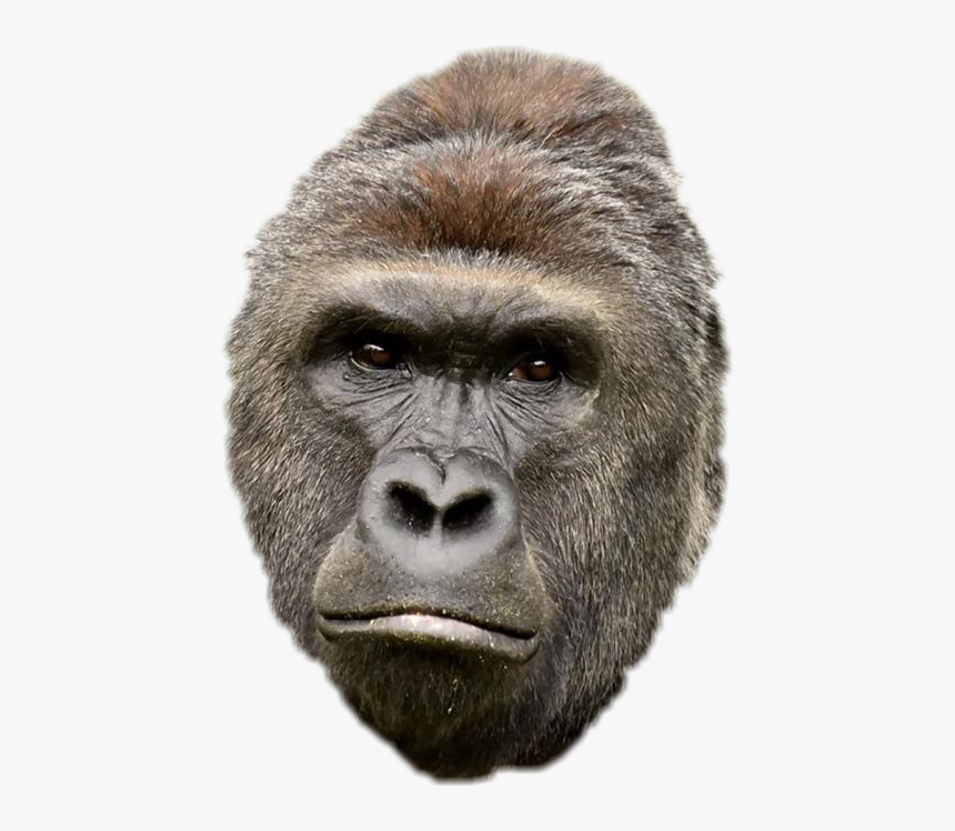 Boy Gorilla, HD Png Download, Free Download